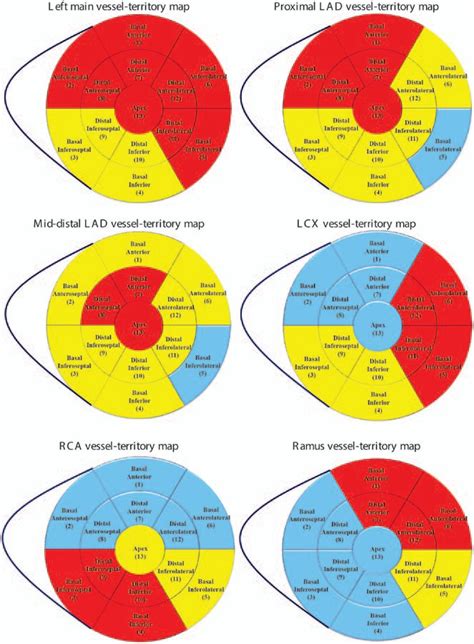 coronary artery distribution box|Segmental anatomy of the coronary arteries .